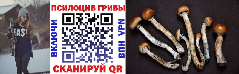 закладки  МЕГА ссылки  Псилоцибиновые грибы GOLDEN TEACHER  Стародуб 